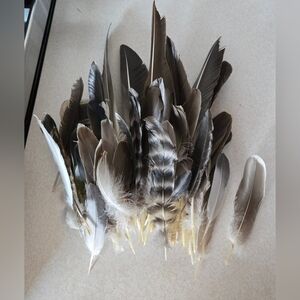 Assorted Natural Feathers